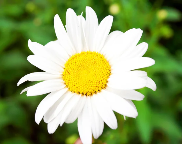 Piękna stokrotka kwiat makro strzał — Zdjęcie stockowe