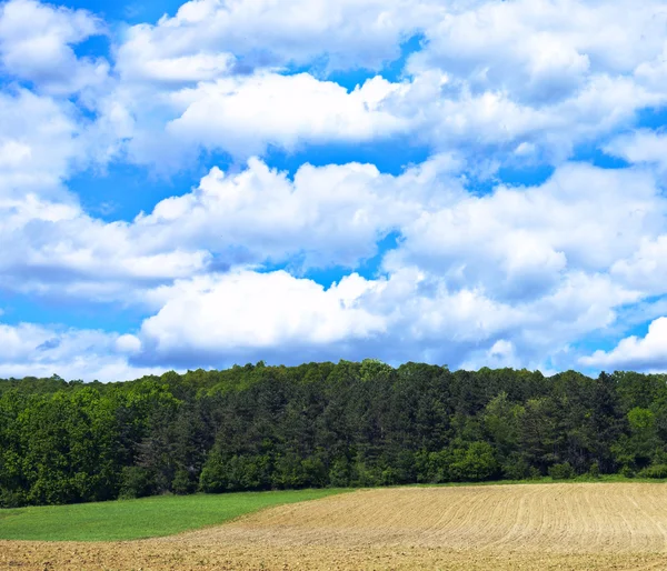 Naturalny krajobraz z zielonego lasu i błękitne niebo — Zdjęcie stockowe