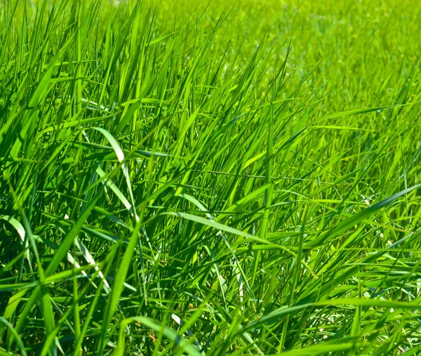 Färskt grönt gräs bakgrund — Stockfoto