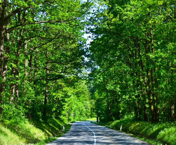 Landskap med väg- och grön skog — Stockfoto