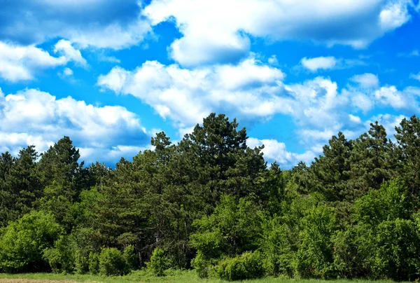 Зеленый лес и яркое голубое небо — стоковое фото