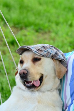 Labrador retriever with hat posing clipart