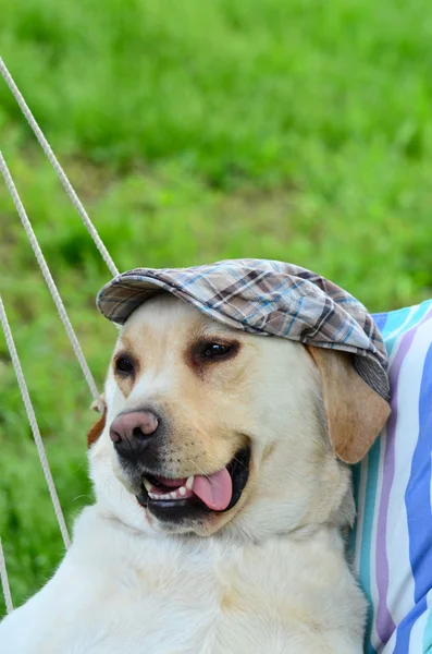 Labradorský retrívr s kloboukem pózuje — Stock fotografie