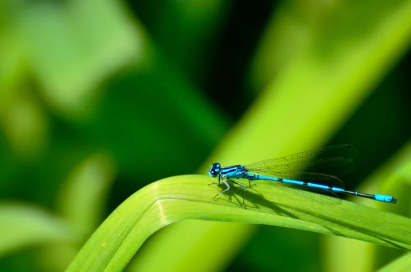 緑の芝生の上に止まる青いトンボ — ストック写真