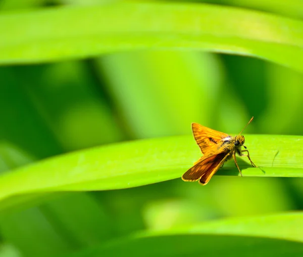 Sommerfugl oven på grønt blad makro skudt - Stock-foto