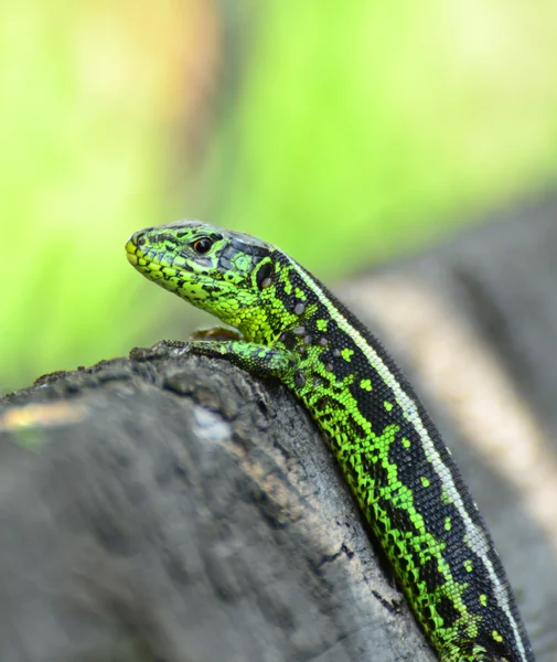 Green lizard macro shot — Stock Photo, Image