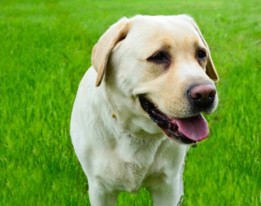 Labrador retriever portre karşı yeşil çimen