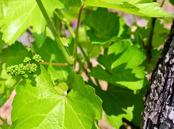 Makro młody winorośli drzewa — Zdjęcie stockowe