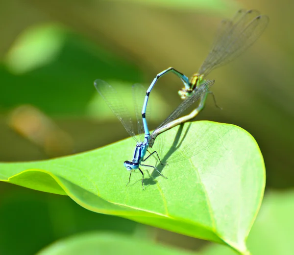 Libellen paring macro-opname — Stockfoto