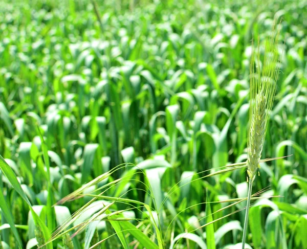 Green wheat ears close up — Stock Photo, Image