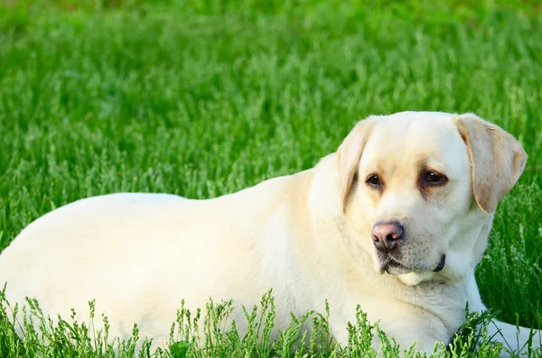 美丽的拉布拉多猎犬的肖像 — 图库照片