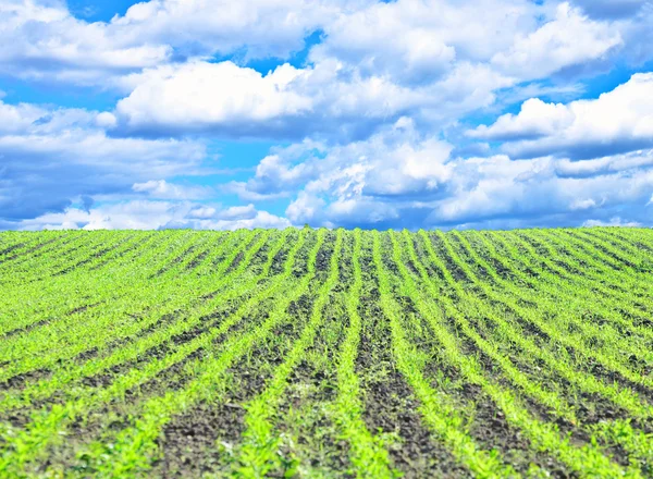 Αγροτικό πεδίο με γαλάζιο ουρανό — Φωτογραφία Αρχείου