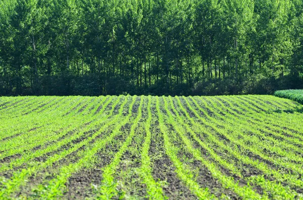 Agricultural plants on field with green forest — Stock Photo, Image