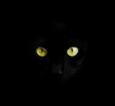 Black cat in dark close-up clipart