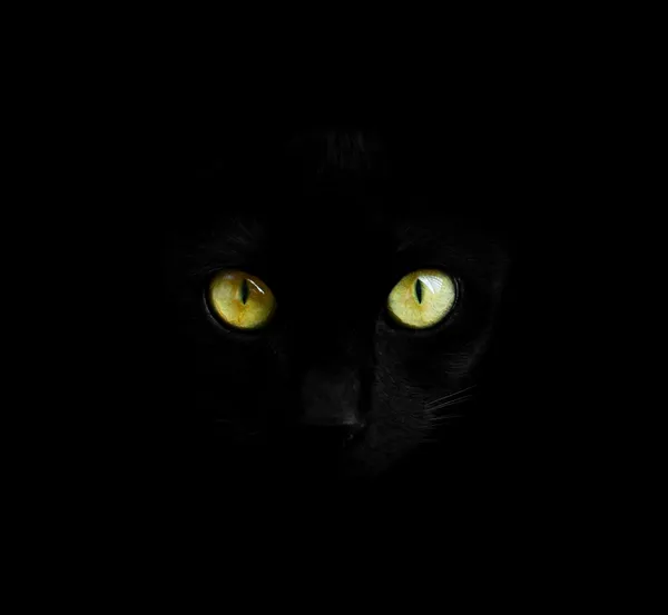 Gato preto em close-up escuro — Fotografia de Stock