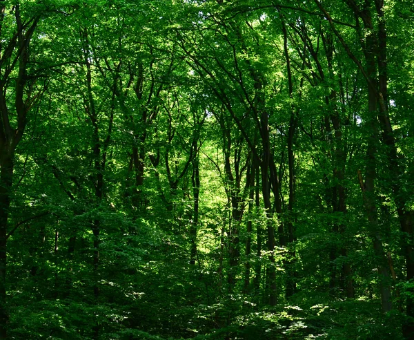 Schöne Aussicht auf grünen Regenwald — Stockfoto