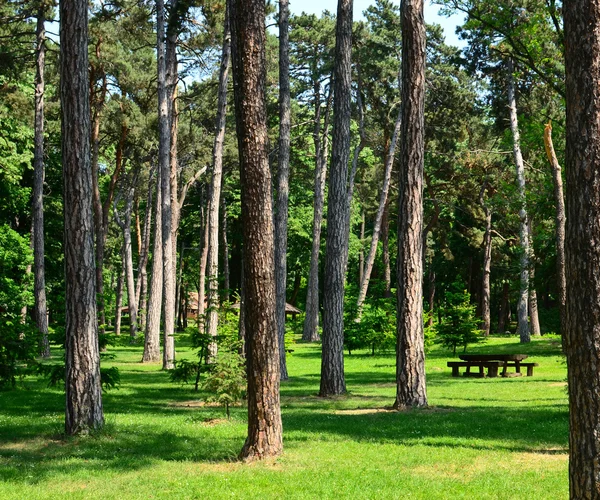Beautiful scenery of green forest with picnic table and cottage — Stock Photo, Image
