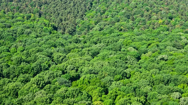 Gröna skogen bakgrund — Stockfoto