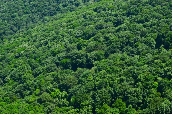 Bela vista sobre a floresta verde — Fotografia de Stock