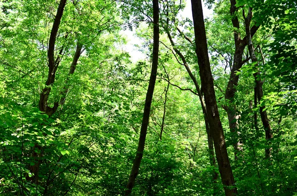 Beautiful green forest background — Stock Photo, Image