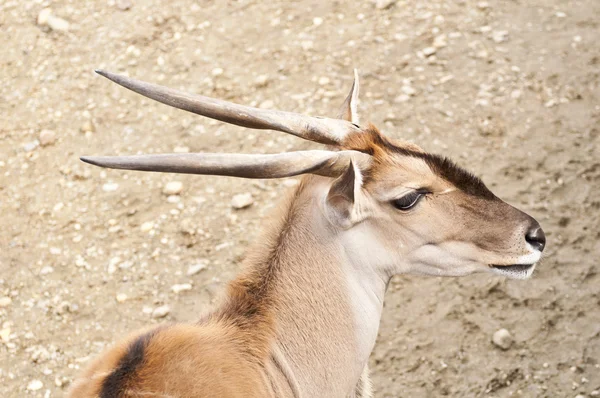 Antelope portret — Stockfoto