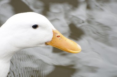 White duck (pekins species) close up clipart