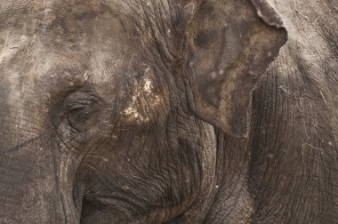 Elephant close up clipart