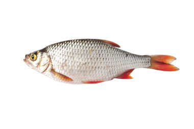 Fish isolated on white (Scardinius erythrophthalmus) clipart