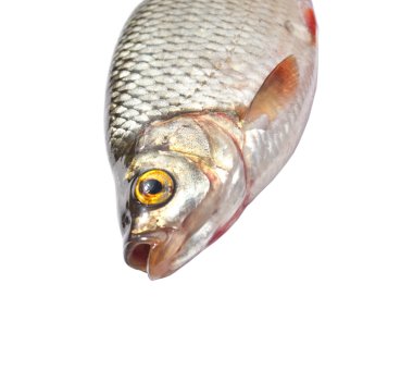 Dead fish isolated on white clipart