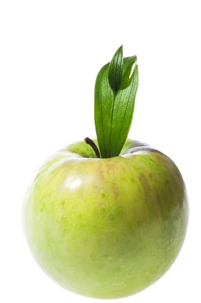 Grüne Apfelfrucht mit Blatt — Stockfoto