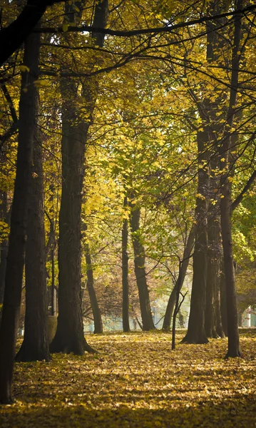 美しい秋の森 — ストック写真