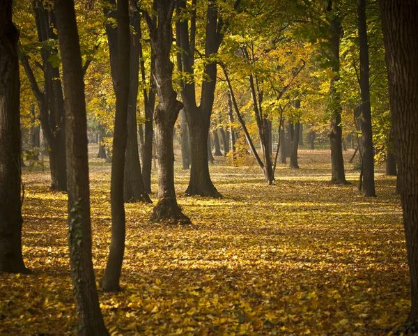 Podzimní barvy v lese — Stock fotografie