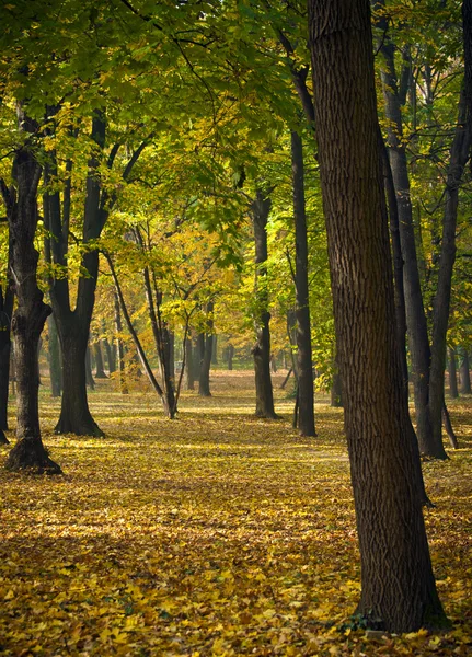 秋の森の風景 — ストック写真