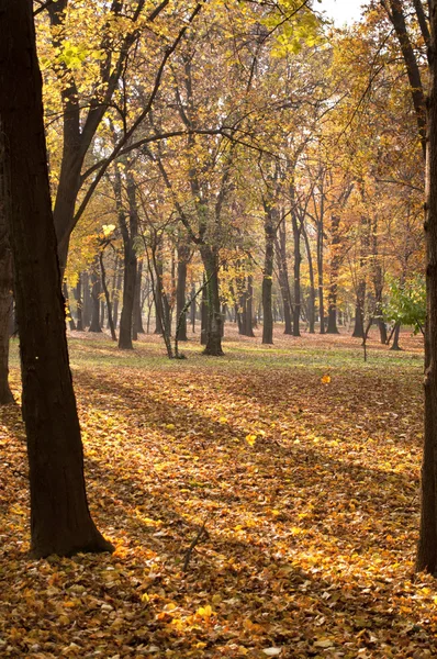 Sun rays in autumn forest — Stock Photo, Image