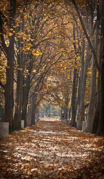 オレンジ色の秋の路地 — ストック写真