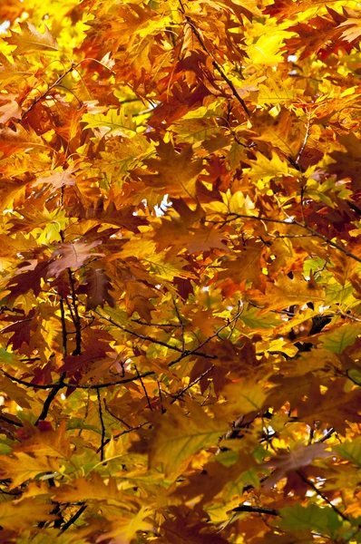 Őszi levelek, az őszi háttér — Stock Fotó
