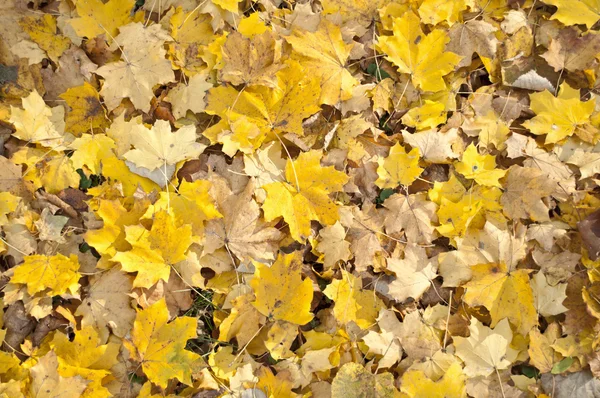 Herfstbladeren - close-up shot — Stockfoto