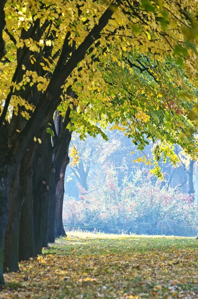 Vallen in een herfst park — Stockfoto