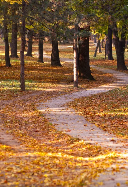 Cesta v podzimním lese — Stock fotografie
