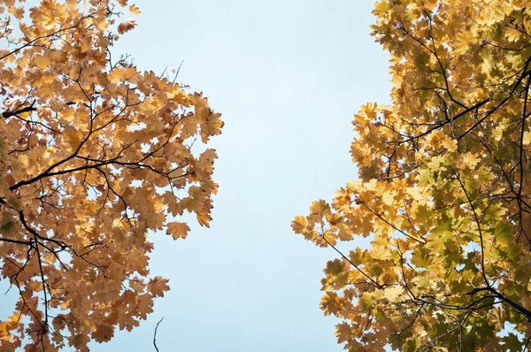 Őszi fák ég — Stock Fotó