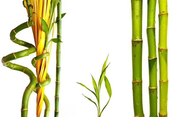 Bambu insamling — Stockfoto
