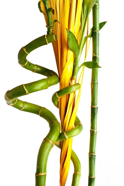 Bambu med gula stekt löv dekoration — Stockfoto