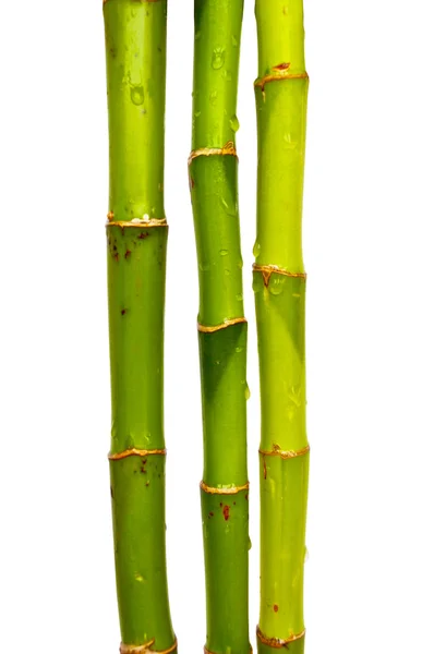 Bambus isolert på hvitt – stockfoto