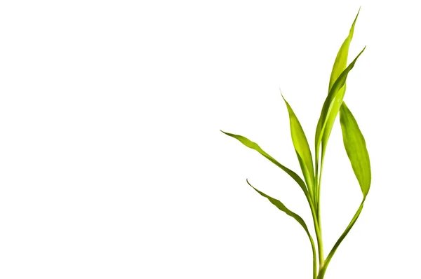 Bambu blad isolerad på vit — Stockfoto