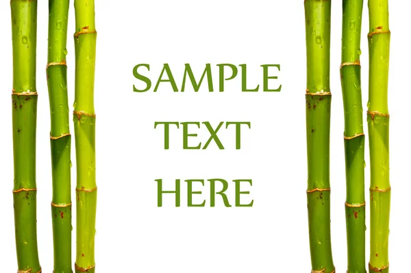 Bamboo sticks isolated with text space — Stock Photo, Image