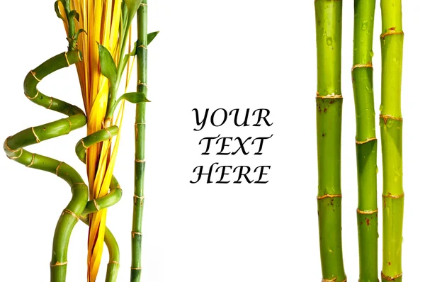 Fond en bambou avec espace texte — Photo