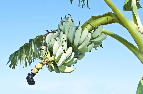 Bananowe drzewa nad niebieski niebo — Zdjęcie stockowe