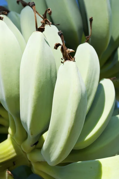 Зелений банани Закри — стокове фото