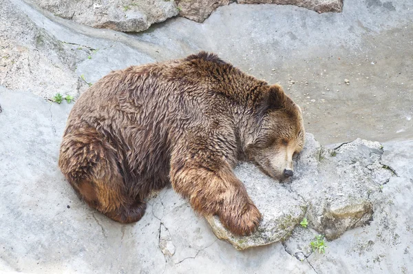 Urso pardo dormindo no zoológico — Fotografia de Stock