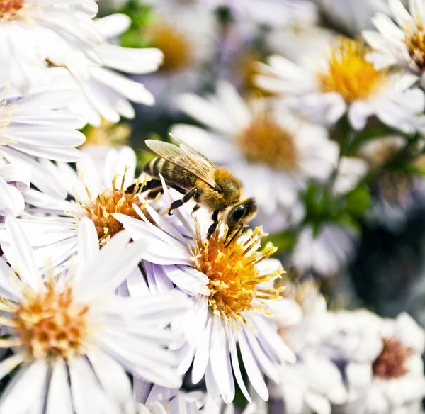 Hney abeja recoge néctar de flores — Foto de Stock